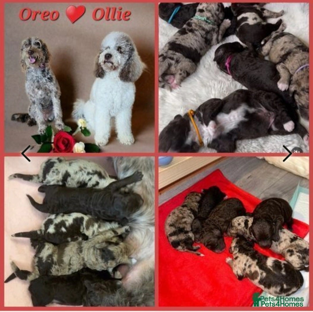 Goldendoodle dogs for stud: FULLY HEALTH TESTED! MOYEN POODLE STUD! in Kettering - Image 29