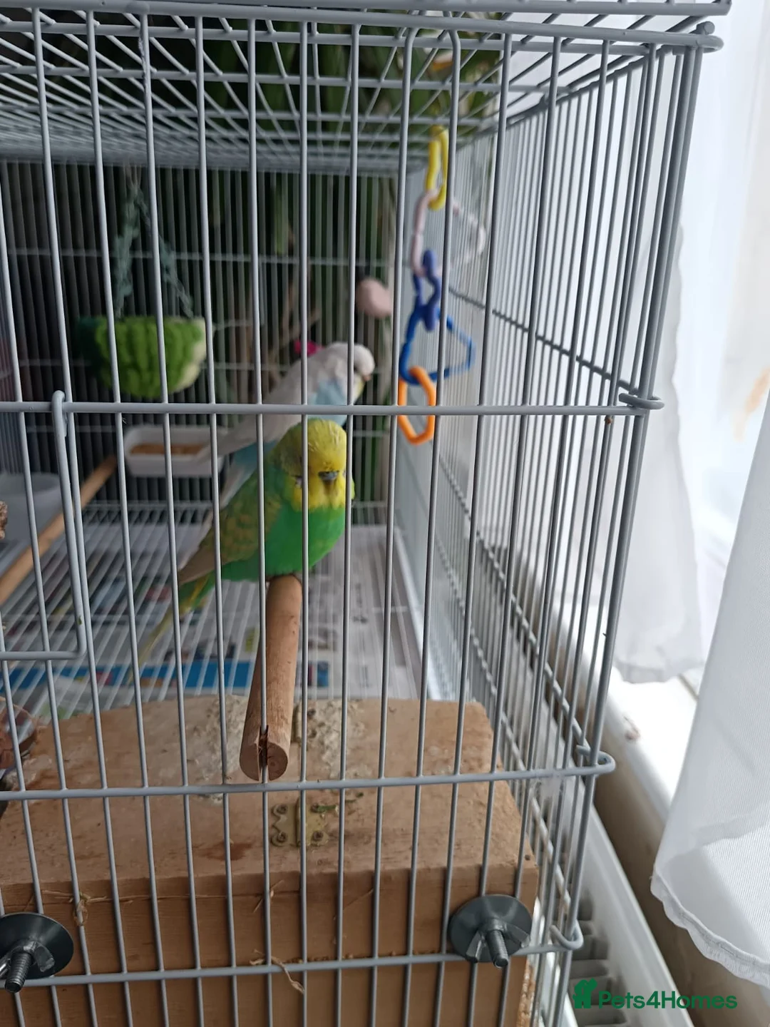 Lovebirds birds for sale: 2 Budgies for sale in London - Advert 1