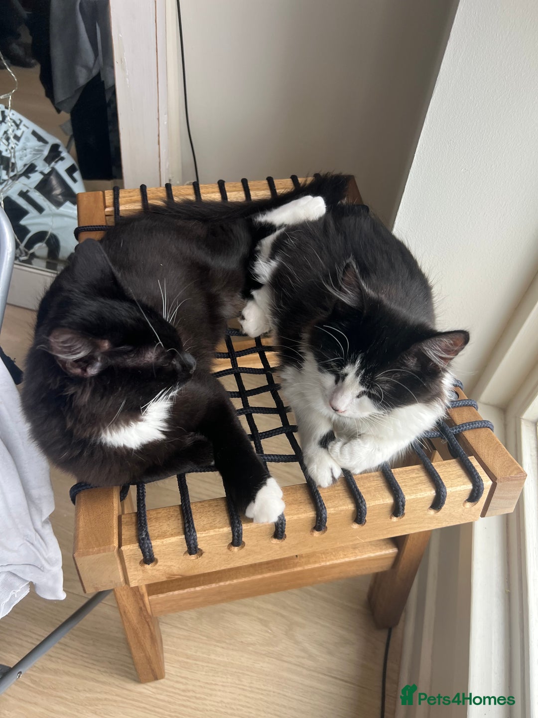 Mixed Breed cats for sale: Sweetest Bonded 6 month kittens (brother & Sister) - Advert 5