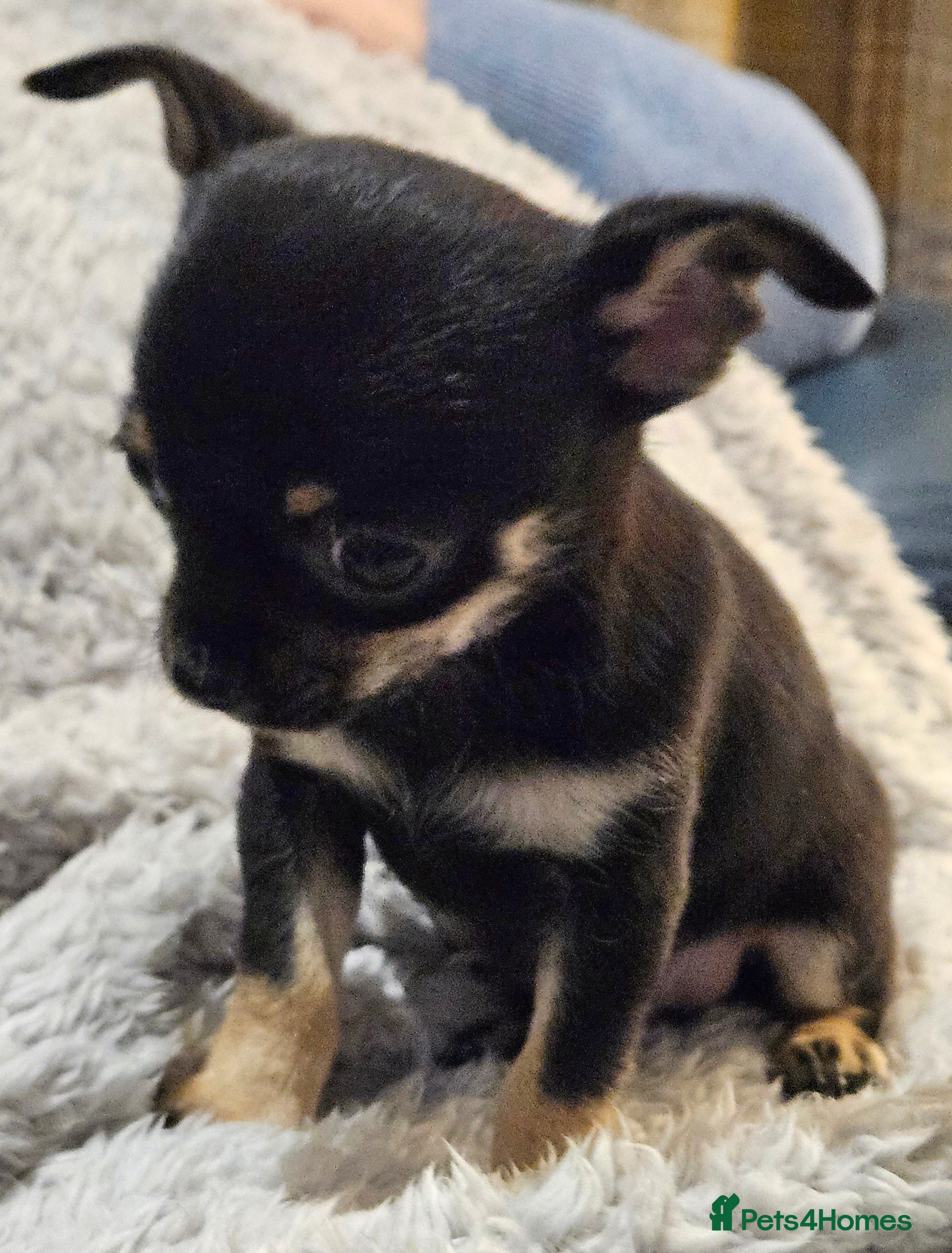 Chihuahua dogs Ready to  leave Teeny Weeny Blue Chihuahuas - Advert 1