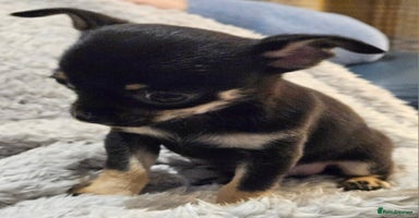 Chihuahua dogs Beautiful Teeny Weeny Blue Chihuahuas - Advert 4