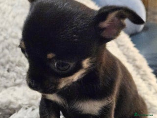 Chihuahua dogs Ready to leave Teeny Weeny Blue Chihuahuas - Advert 6