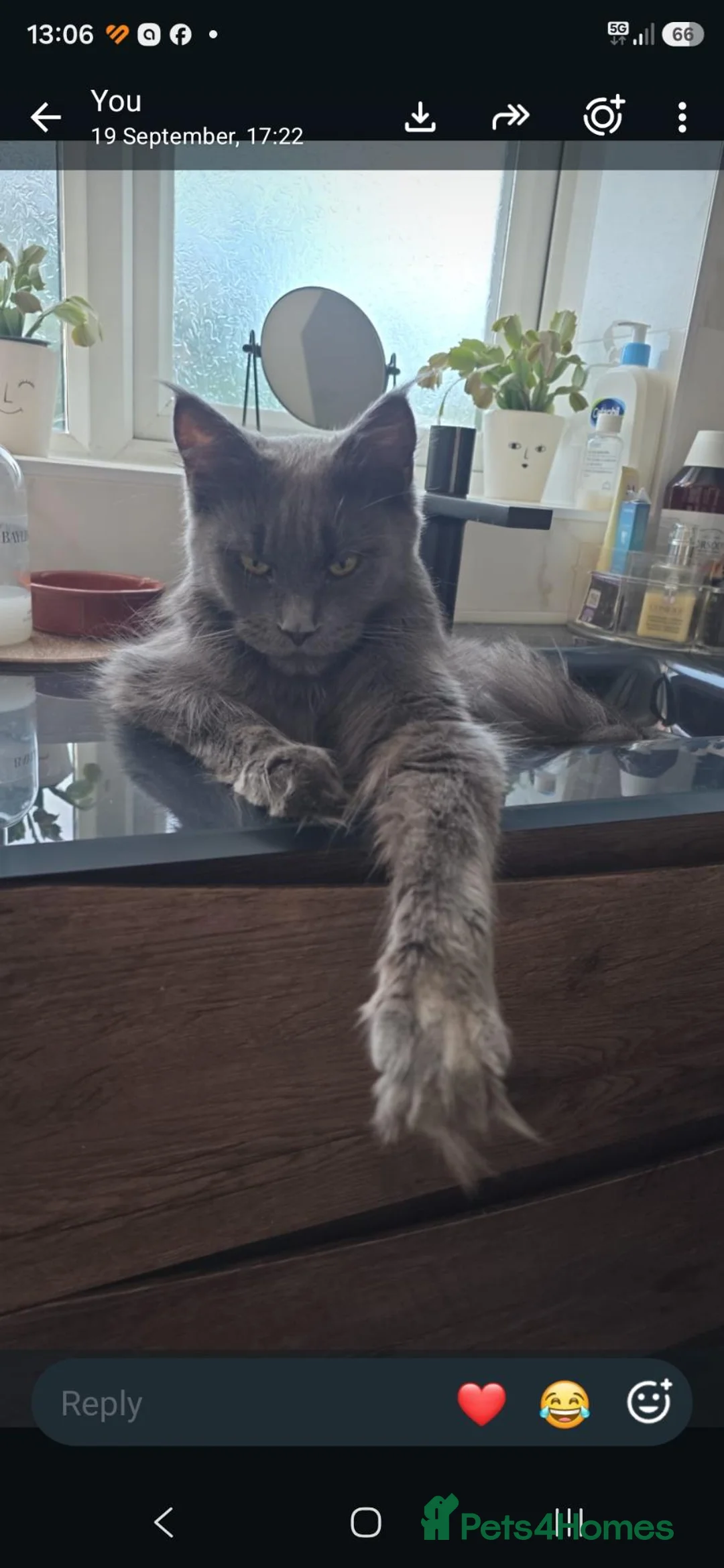 Maine Coon cats for sale: Xxl maine coon kittens  - Advert 12