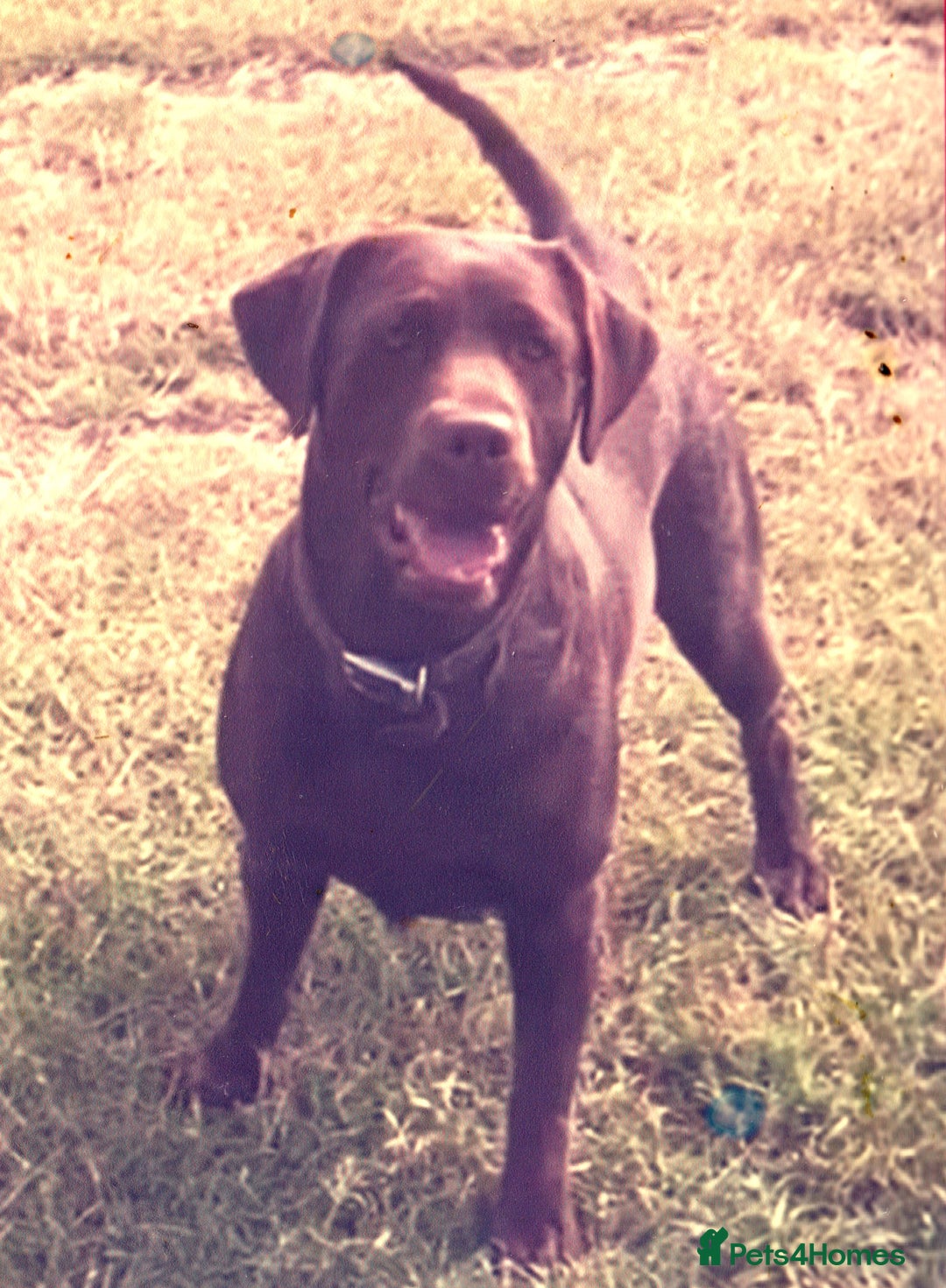 Labrador Retriever dogs for sale: Chocolate Labrador 6 Years Old Fun Loving - Advert 1