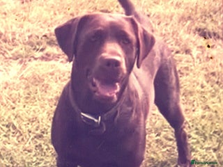 Labrador Retriever dogs Chocolate Labrador 6 Years Old Fun Loving - Advert 1