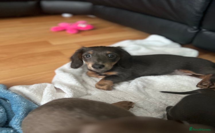 Dachshund dogs - Advert 1