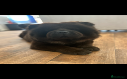 Chow Chow dogs for sale: 3 year old chow chow  - Image 2