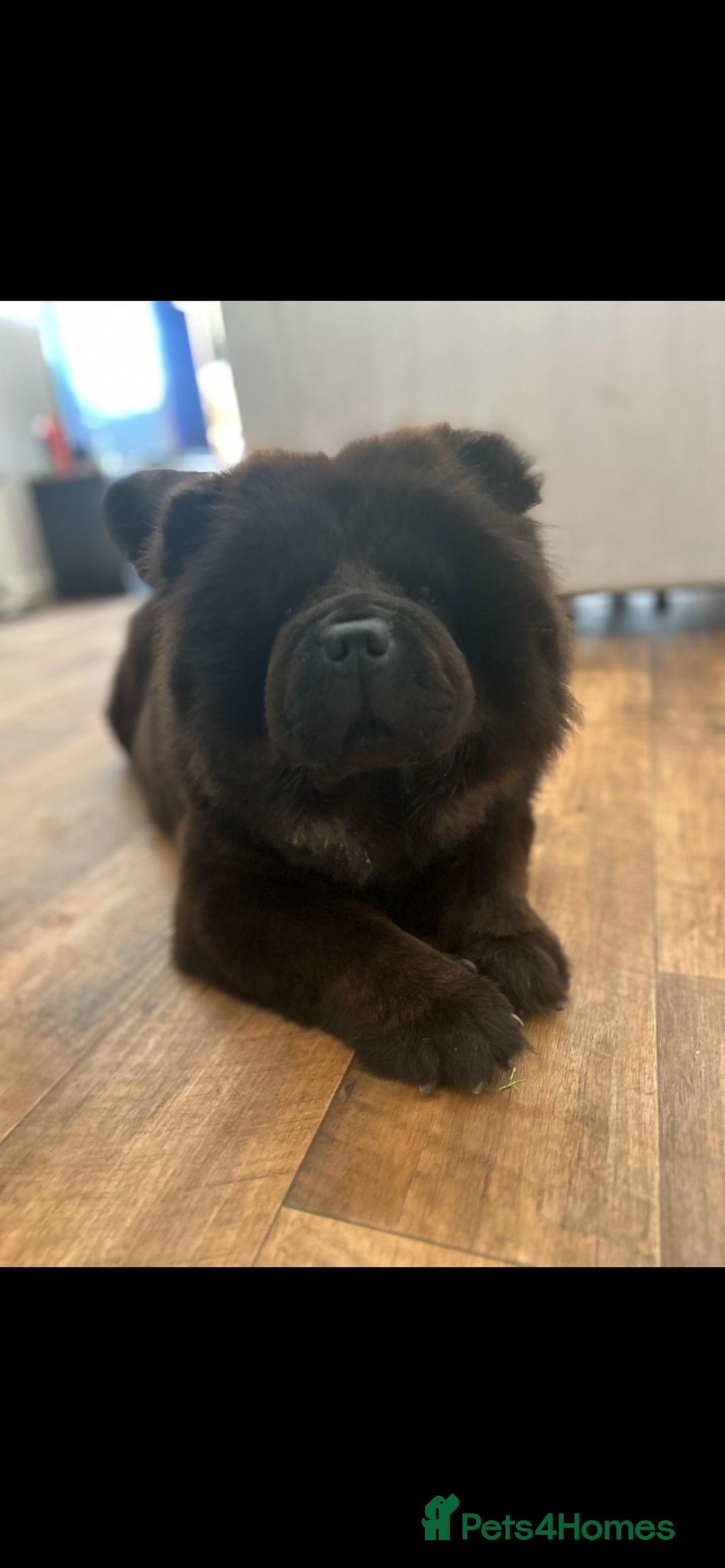 Chow Chow dogs for sale: 3 year old chow chow  - Image 2