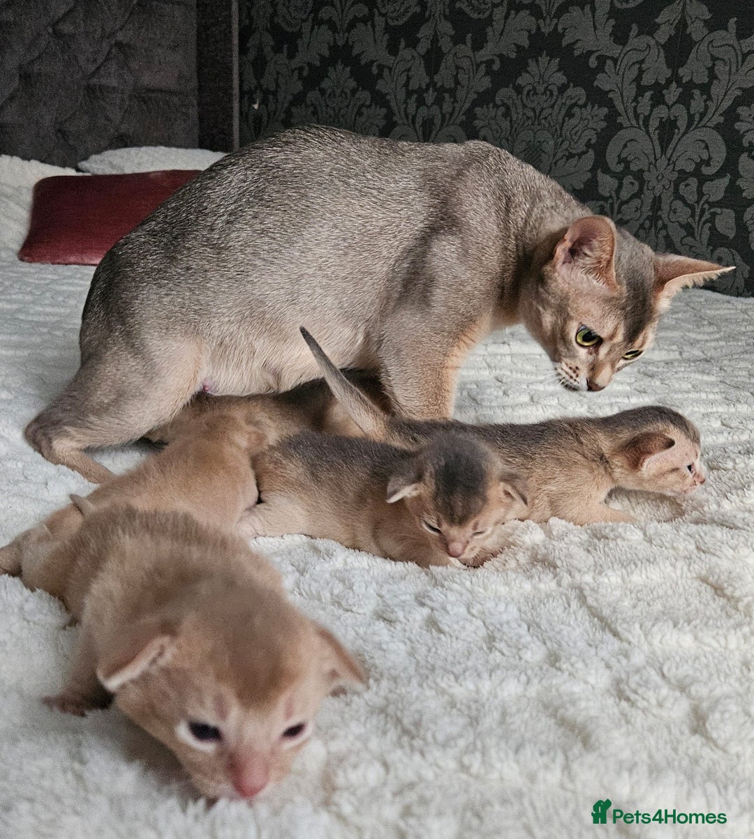 Abyssinian cats for sale: Abyssinian  - Advert 15