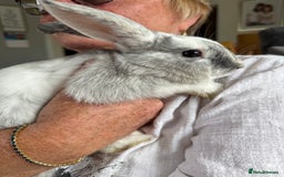 Mixed Breed rabbits for sale: 3 stunning Lop crossed with Double lion mane - Image 5