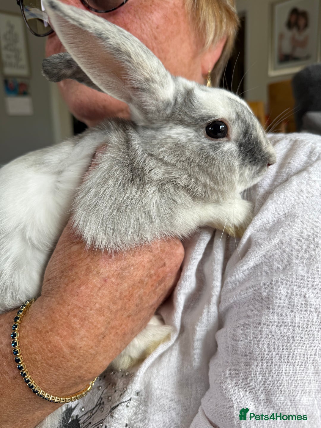 Mixed Breed rabbits for sale: 3 stunning Lop crossed with Double lion mane - Image 5