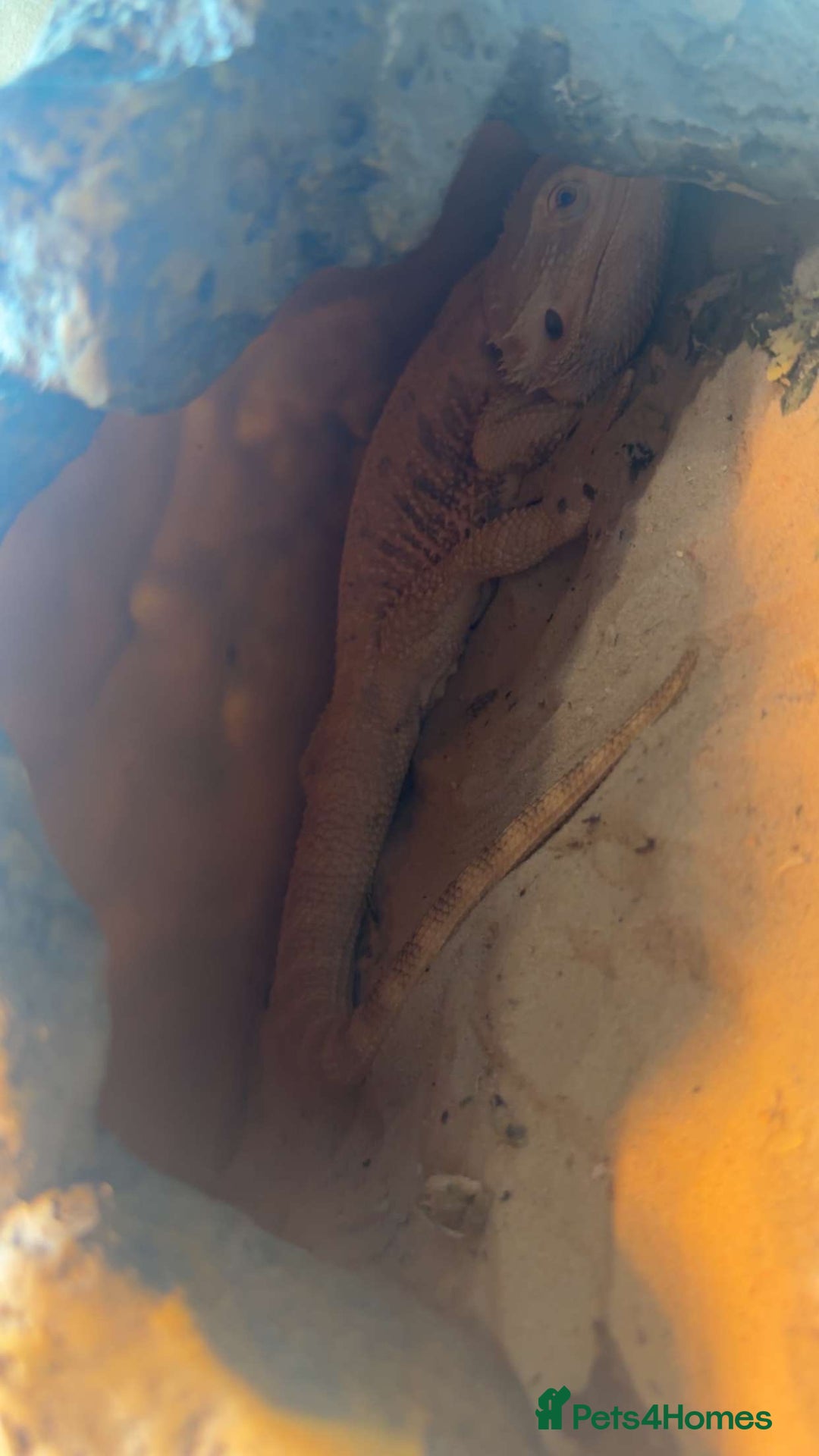 Bearded Dragon reptiles for sale: Beared dragon for sale  - Advert 3