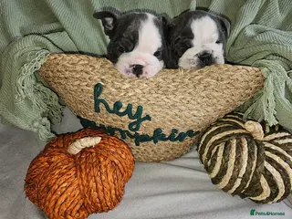 English Bulldog dogs Exceptional Blue & White English Bulldog ! Puppies - Advert 11