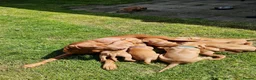 Hungarian Vizsla dogs for sale: READY TO LEAVE ,. 4 Beautiful girls left. - Advert 39