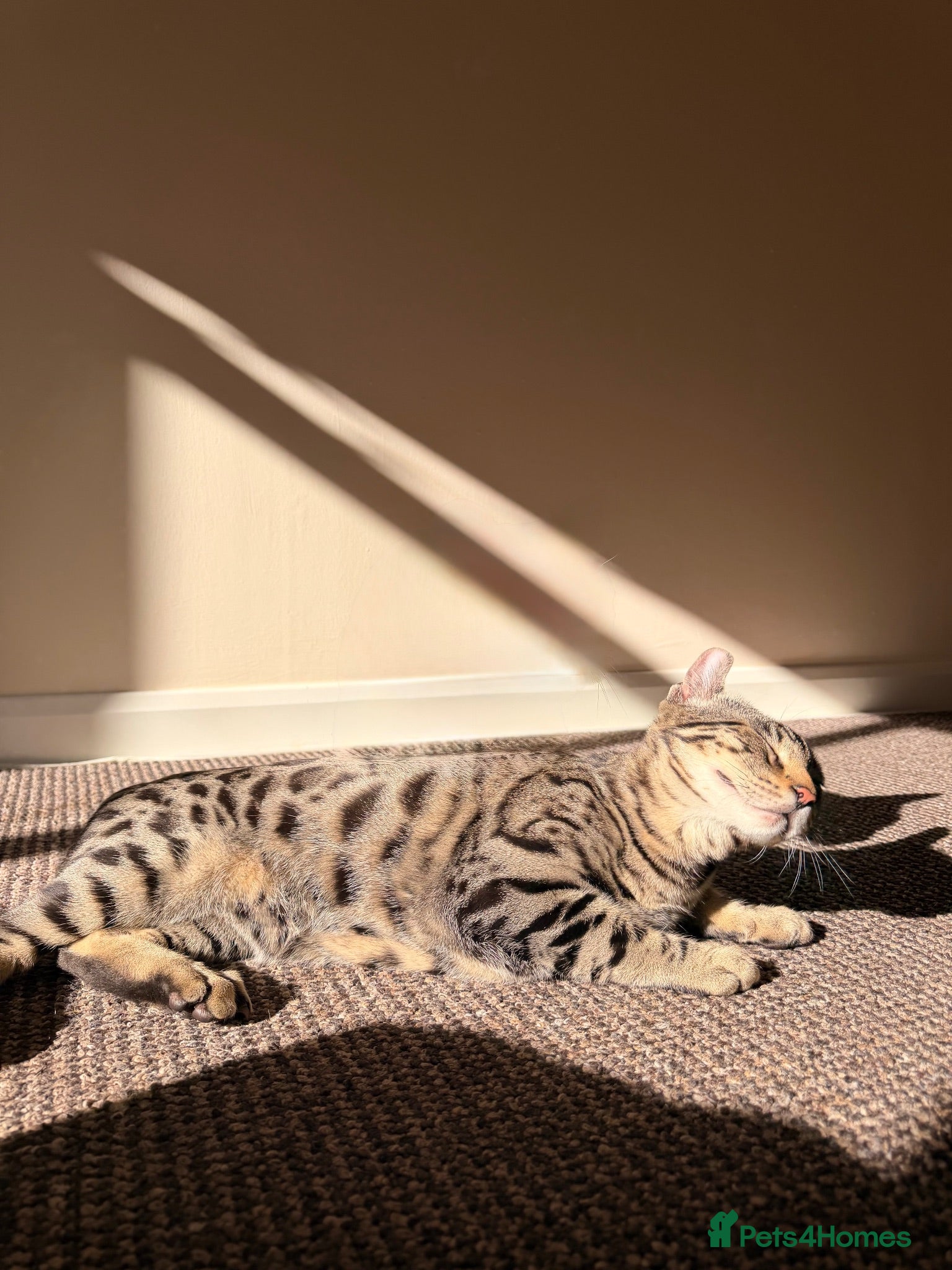 Bengal cats 🖤Triple Grand Champion — TICA - Registered Bengal - Advert 18