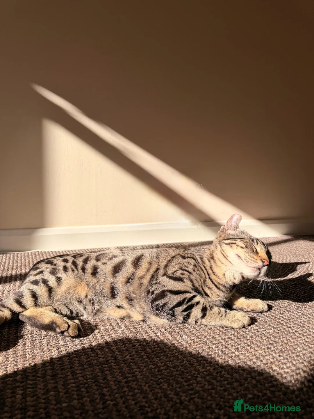 Bengal cats for sale: 🖤Triple Grand Champion — TICA - Registered Bengal - Advert 1
