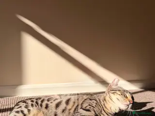 Bengal cats 🖤Triple Grand Champion — TICA - Registered Bengal - Advert 18