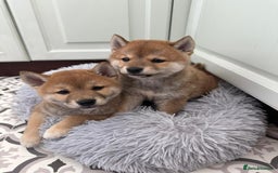 Japanese Shiba Inu dogs for sale: Japanese Shiba Inu Puppies - Image 2