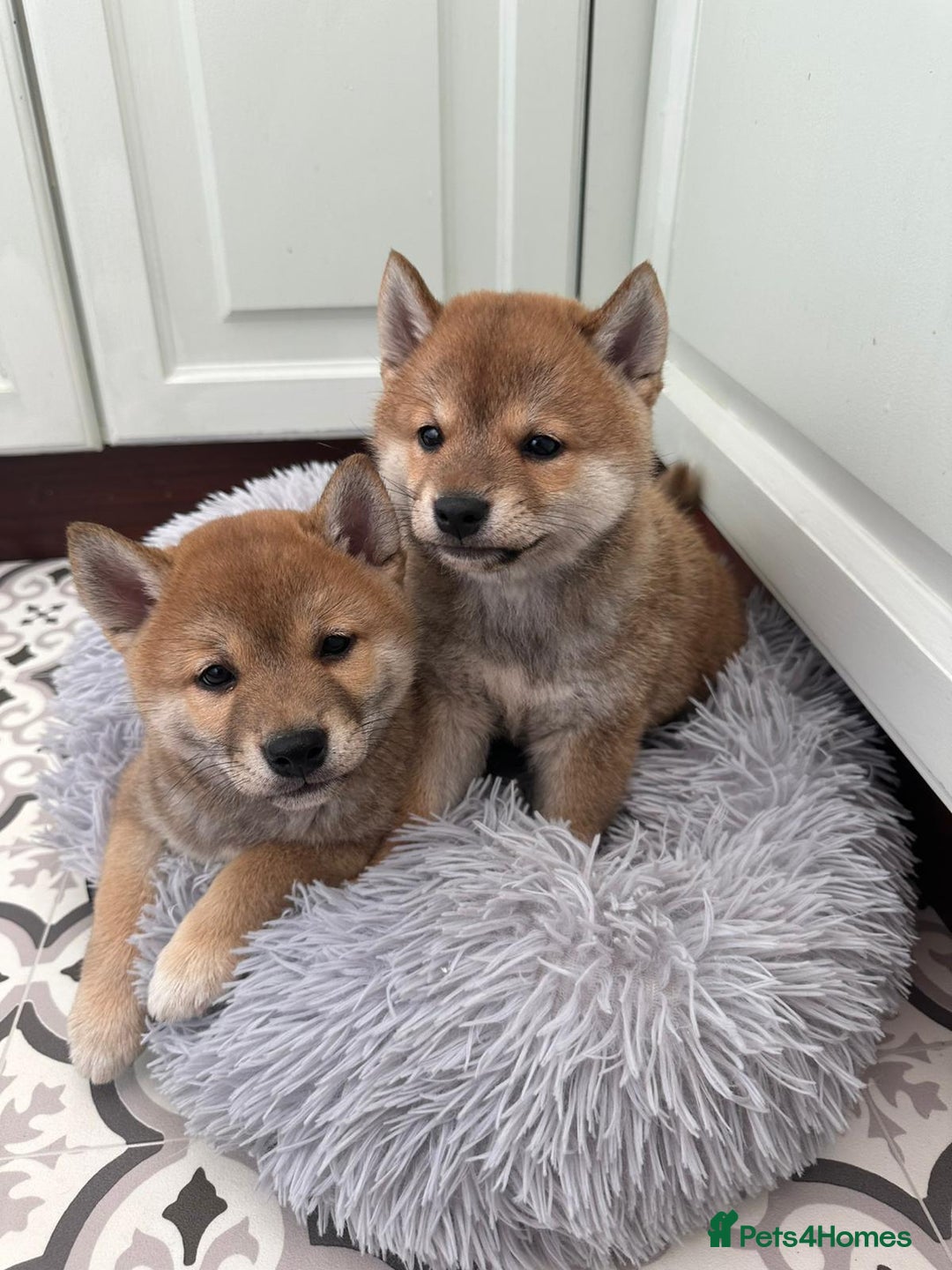 Japanese Shiba Inu dogs for sale: Japanese Shiba Inu Puppies - Image 2