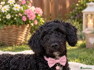 Cavapoochon dogs Misty - Advert 2