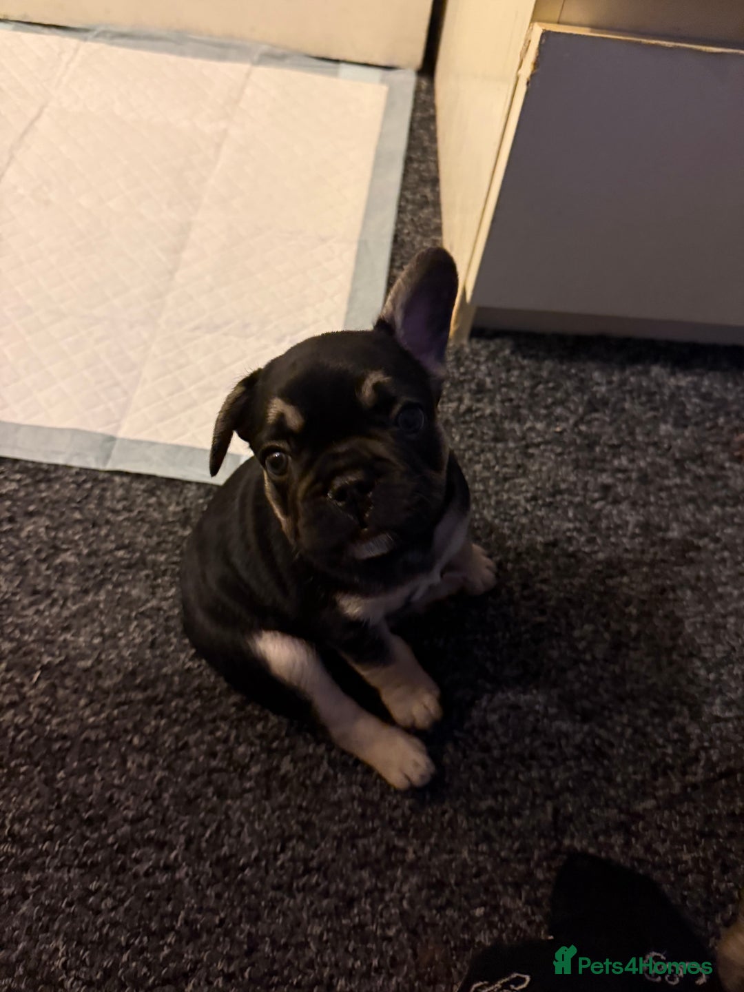 French Bulldog dogs for sale: Beautiful French Bulldog Puppies  - Image 9