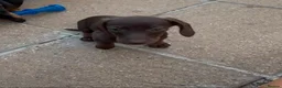 Dachshund dogs for sale:  1 brown Dachshund girl puppy remaining  - Advert 20