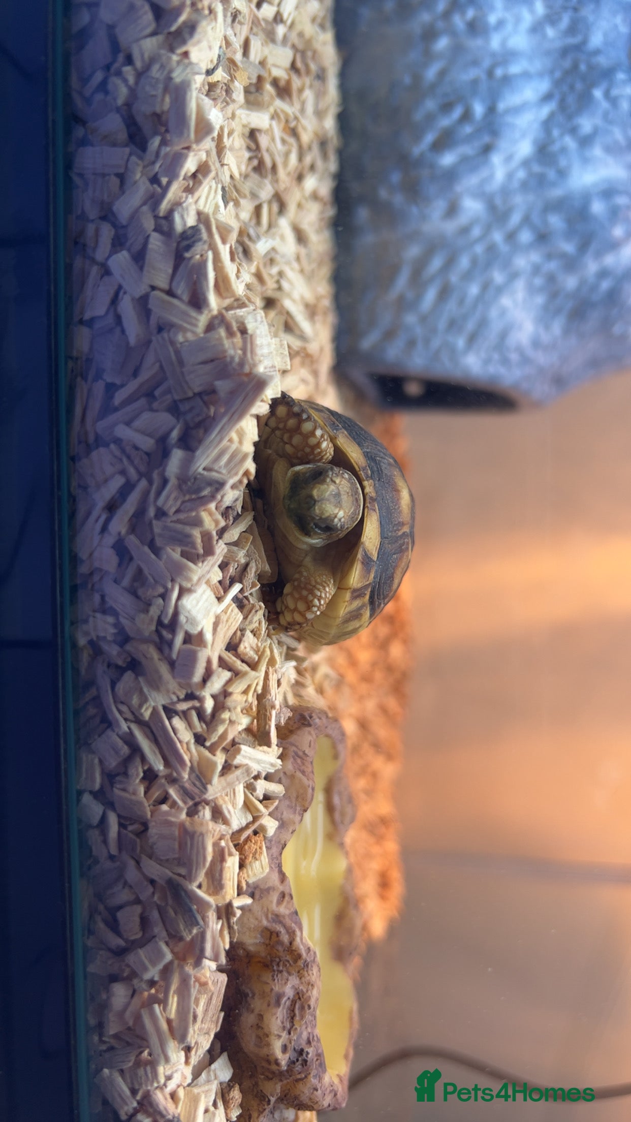 Tortoise reptiles baby Marginated tortoise for sale  - Advert 1