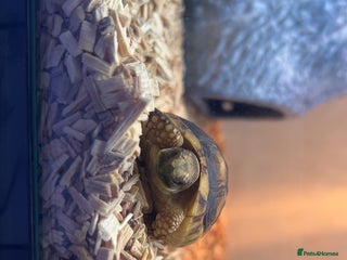 Tortoise reptiles baby Marginated tortoise for sale - Advert 1