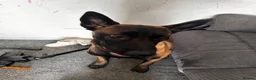 Belgian Shepherd Dog dogs for sale: 8 month old male Malinois  in Birmingham - Advert 3