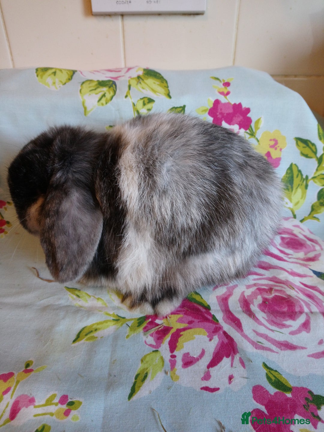 Mini Lop rabbits for sale: Pedigree Mini Lops - Advert 29