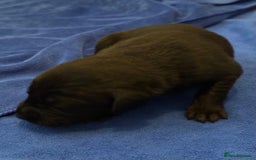Labrador Retriever dogs for sale: Black Labrador retriever puppies KC registered - Image 4