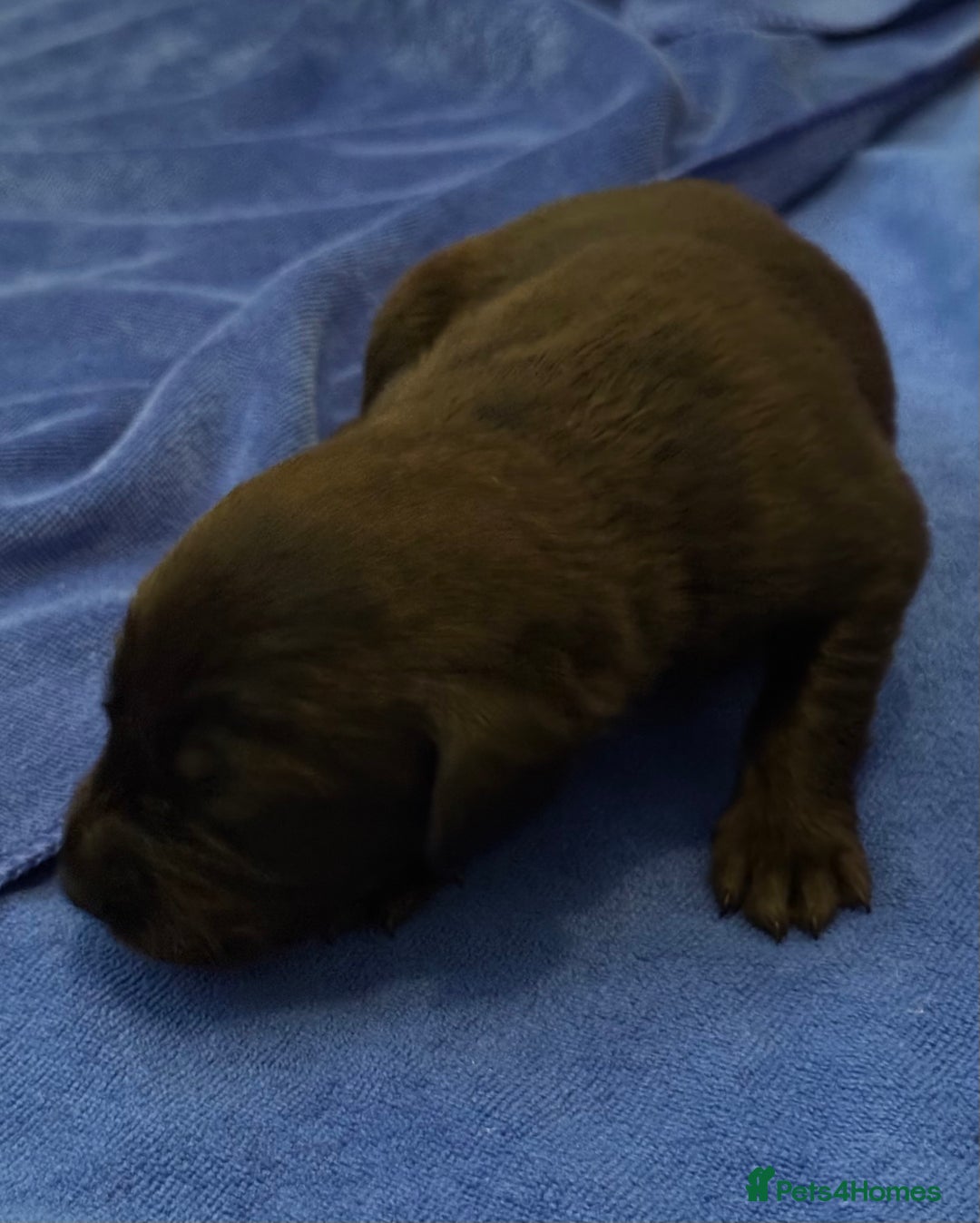 Labrador Retriever dogs for sale: Black Labrador retriever puppies KC registered - Image 4