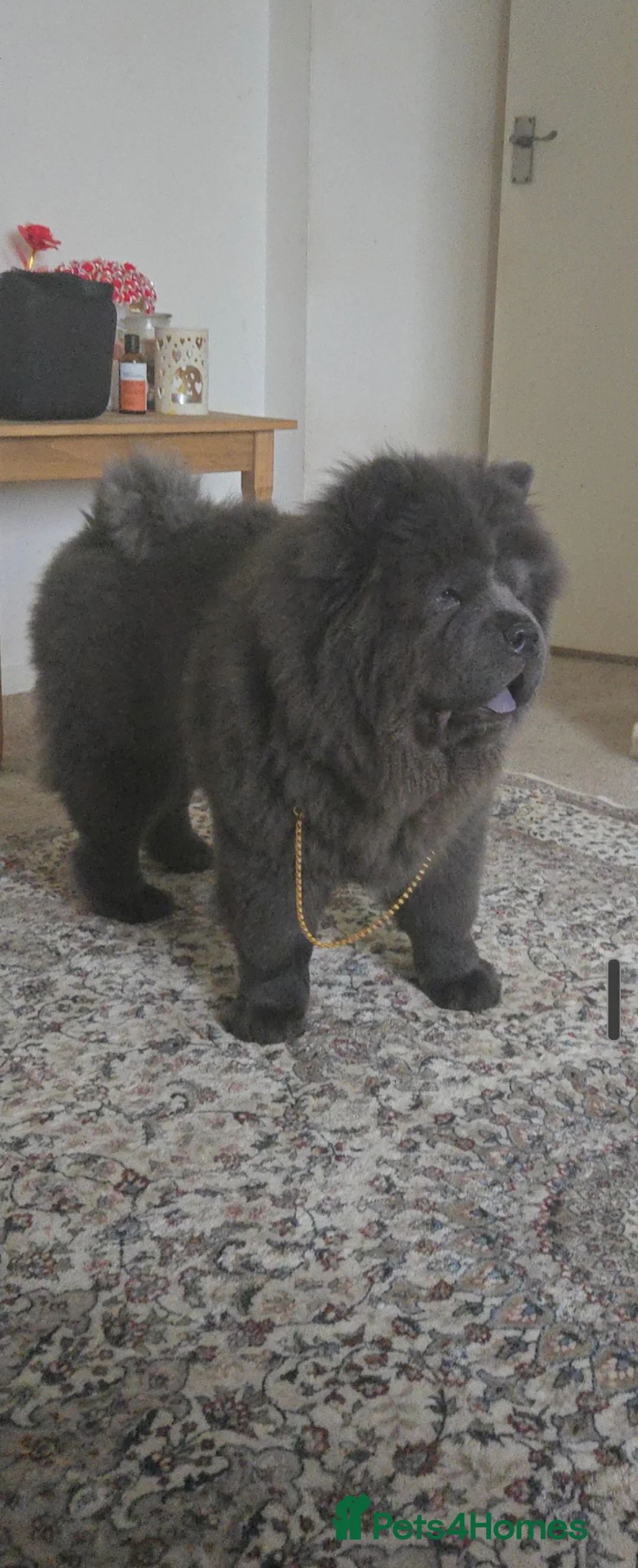 Chow Chow dogs for stud: KC Blue Chow Stud Blue Chow Chow Stud  - Advert 3