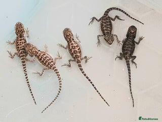 Bearded Dragon reptiles - Advert 9