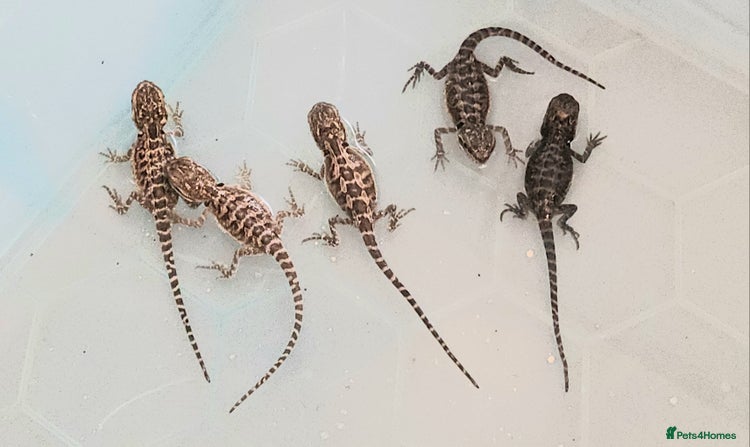 Bearded Dragon reptiles - Advert 15