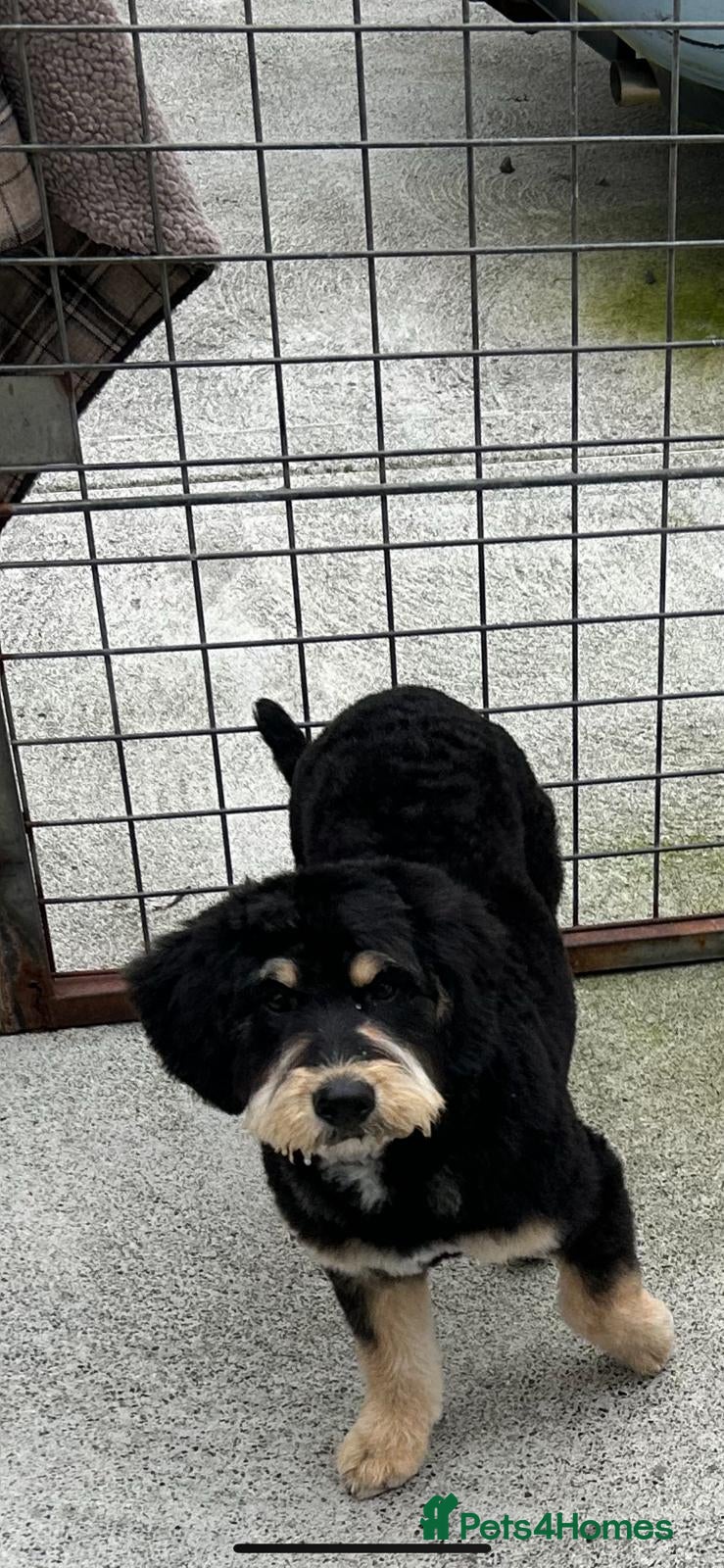 Bernedoodle dogs Beautiful Toy Bermedoodle puppies - Advert 3