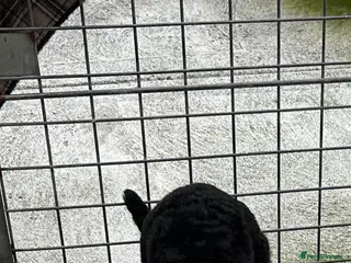 Bernedoodle dogs Beautiful Toy Bermedoodle puppies - Advert 3