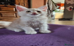 Maine Coon cats for sale: LARGE BREED Maine Coon cross  - Image 7
