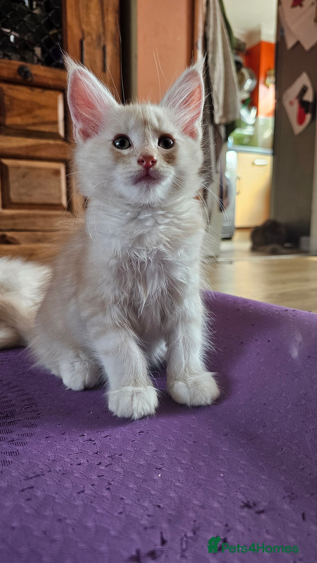 Maine Coon cats for sale: LARGE BREED Maine Coon cross  - Image 7