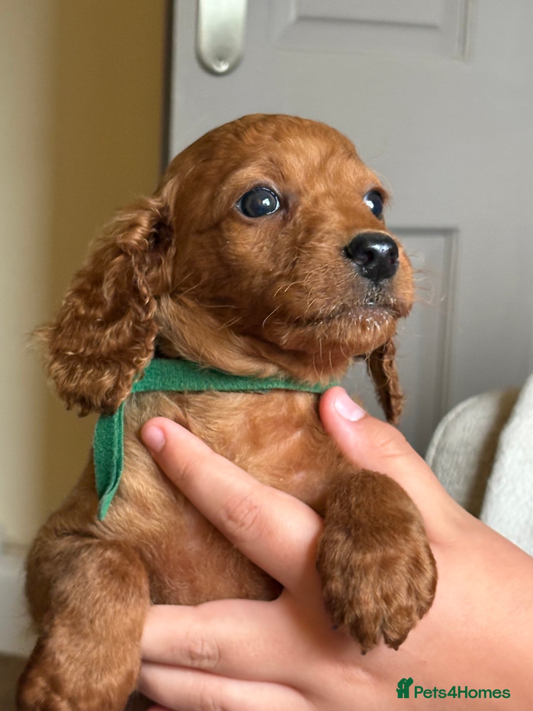 Cockapoo dogs for sale: Cockapoo  - Image 16