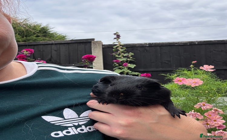 Guinea Pig rodents - Advert 9