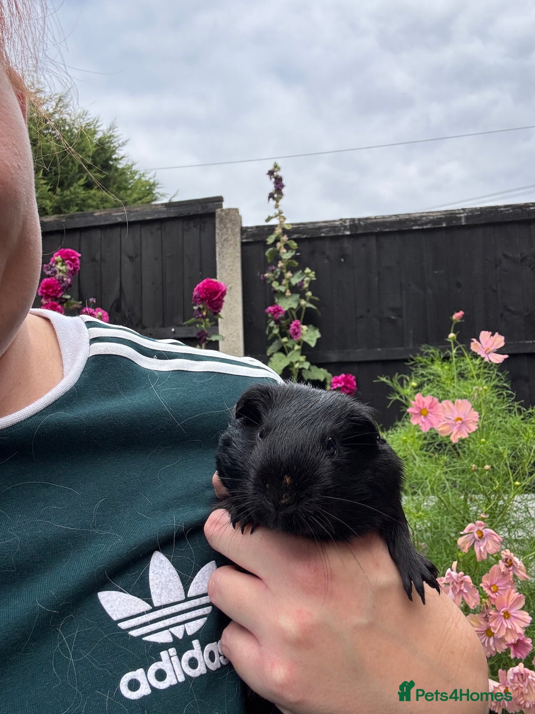Guinea Pig rodents for sale: Little jasmine  - Image 1