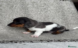 Miniature Dachshund dogs for sale: 🐶🖤STUNNING KC MINIATURE DACHSHUND PUPPIES🖤🐶 - Image 5