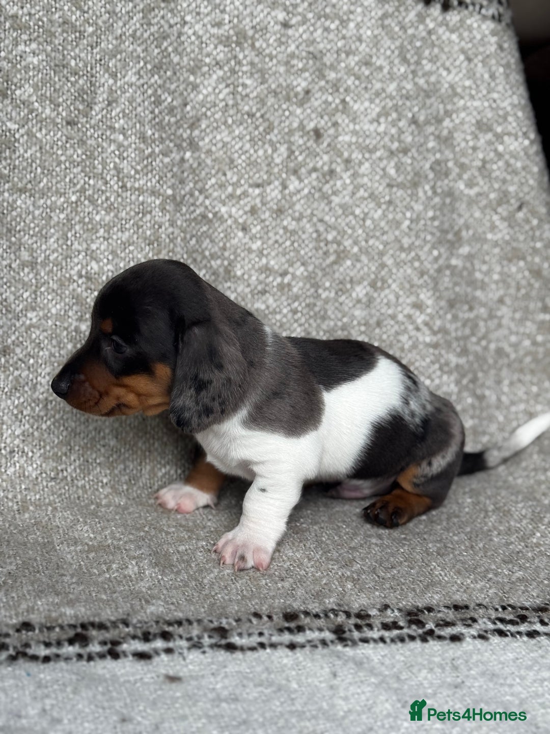 Miniature Dachshund dogs for sale: 🐶🖤STUNNING KC MINIATURE DACHSHUND PUPPIES🖤🐶 - Image 5