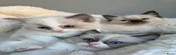 Ragdoll cats for sale: 🎖️GCCF🏆RAGDOLLS 11WKS **EXTENSIVE GENETIC TEST** - Advert 30