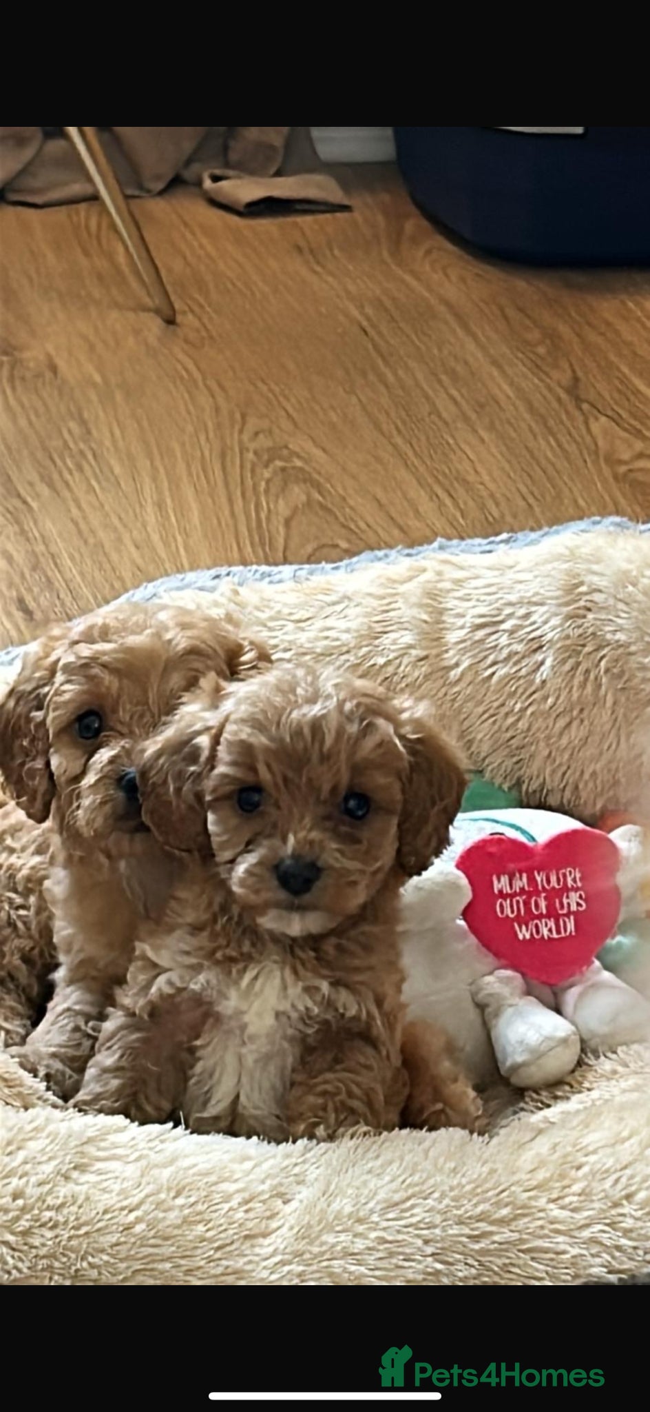 Cockapoo dogs for sale: Cockapoo puppies in Aberdeen - Advert 2
