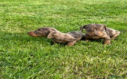 Miniature Dachshund dogs for sale: Beautiful Miniature chocolate & Dapple Puppies - Image 4