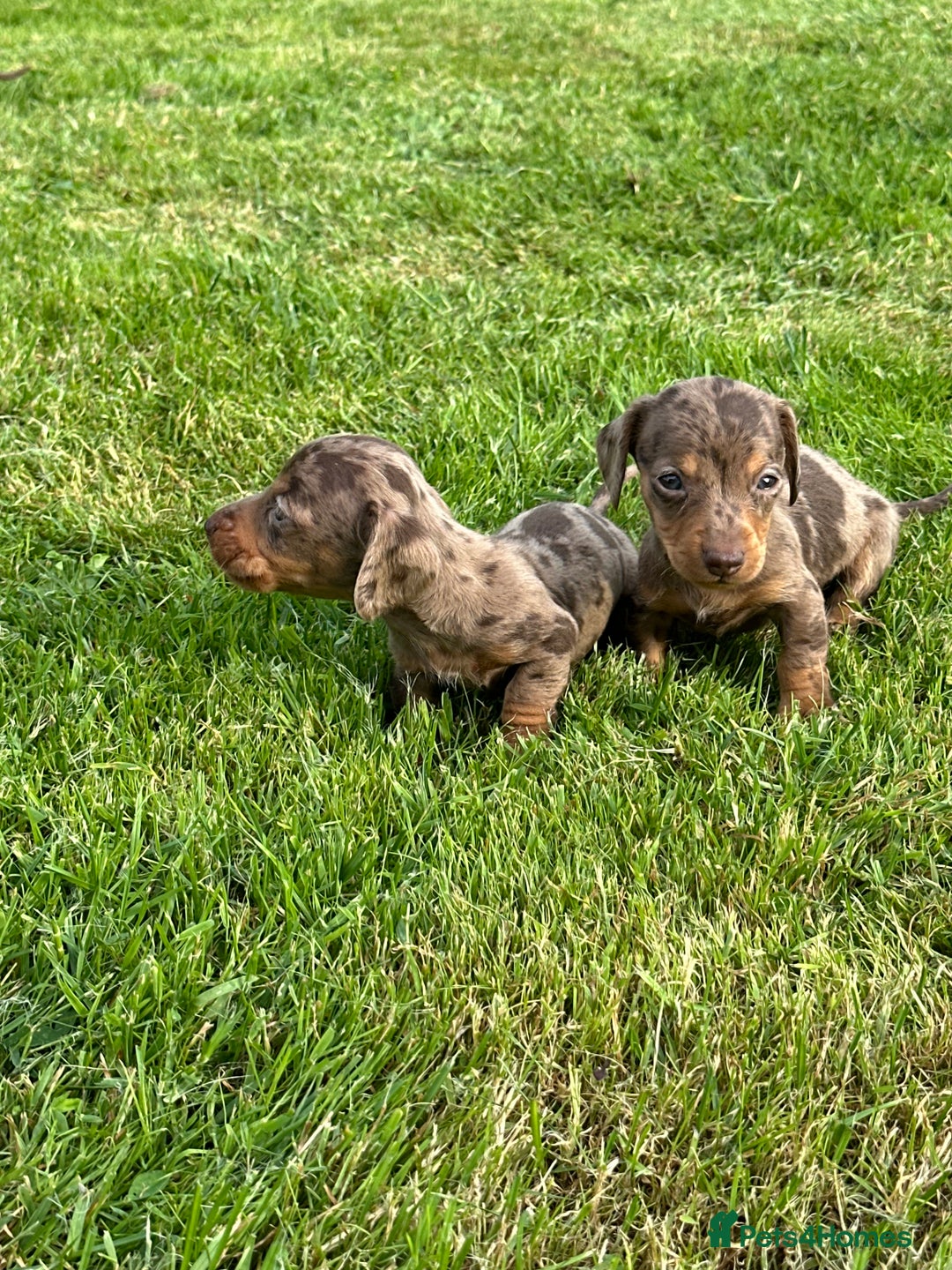 Miniature Dachshund dogs for sale: Beautiful Miniature chocolate & Dapple Puppies - Image 4