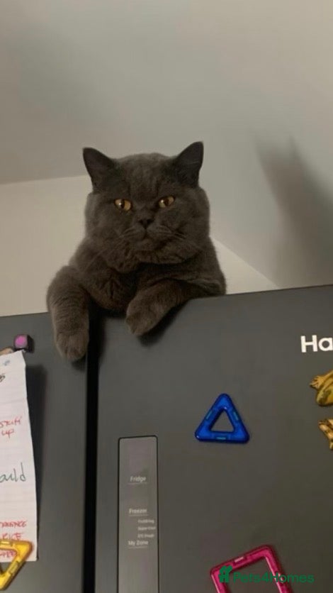 British Shorthair cats Blue British shorthair male - Advert 5