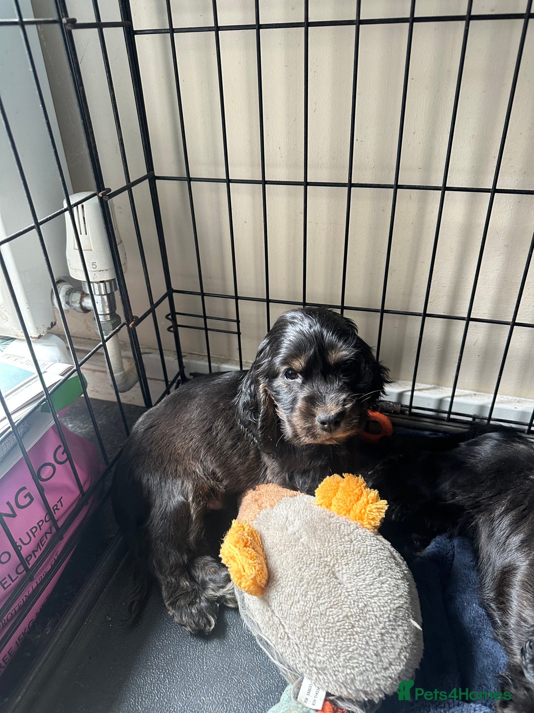 Cocker Spaniel dogs for sale: ⭐️⭐️⭐️⭐️⭐️5 star licenced breeder  cockerspaniels - Image 12